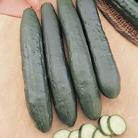 Burpless Supreme, (F1) Cucumber Seeds